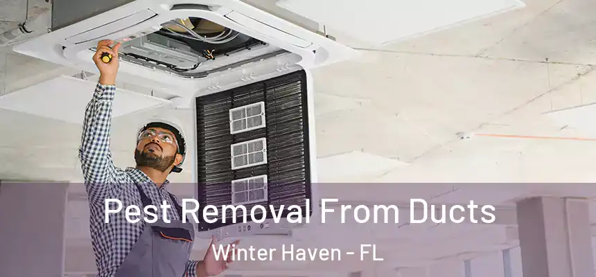 Pest Removal From Ducts Winter Haven - FL